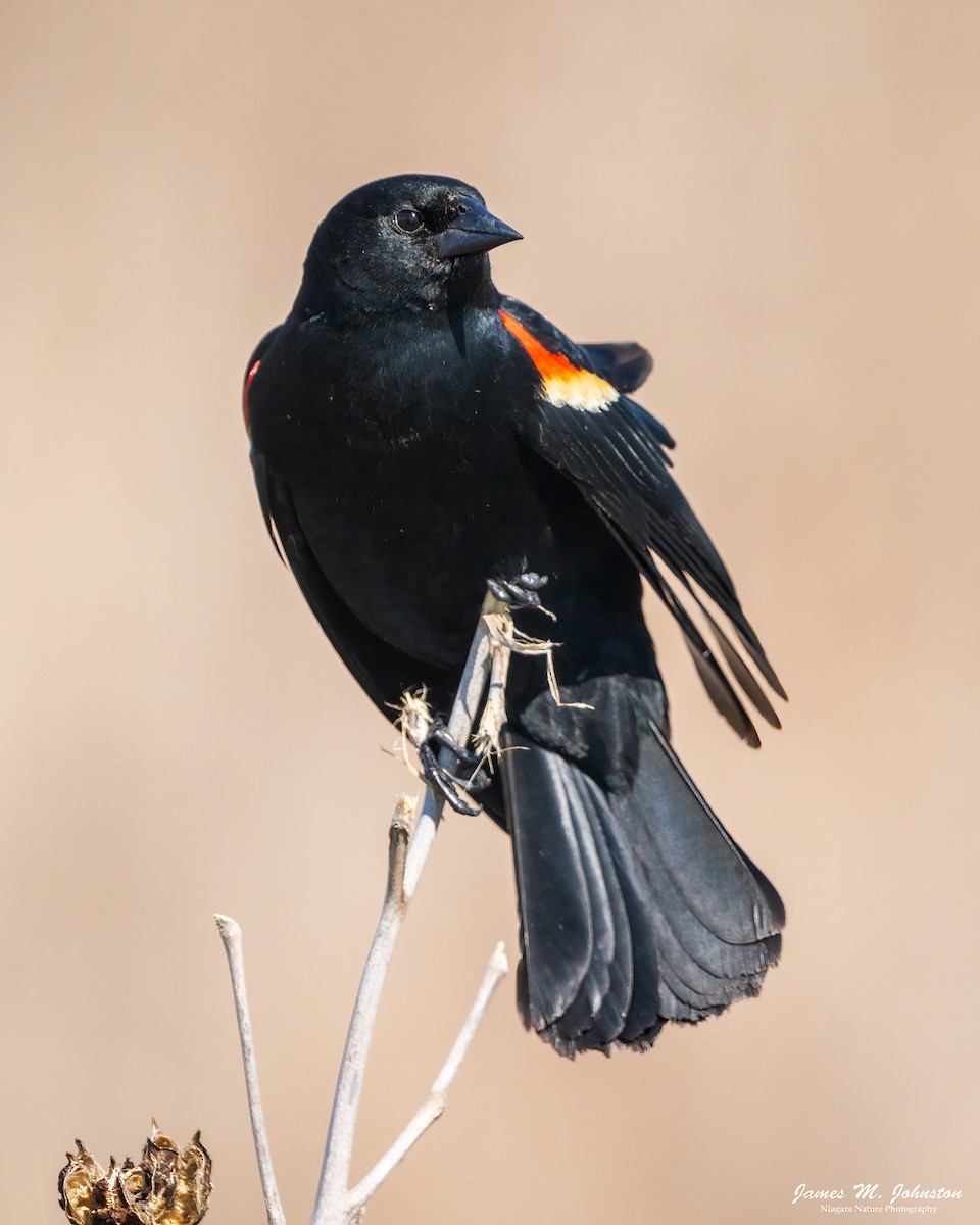 Red-winged Blackbird - James Johnston