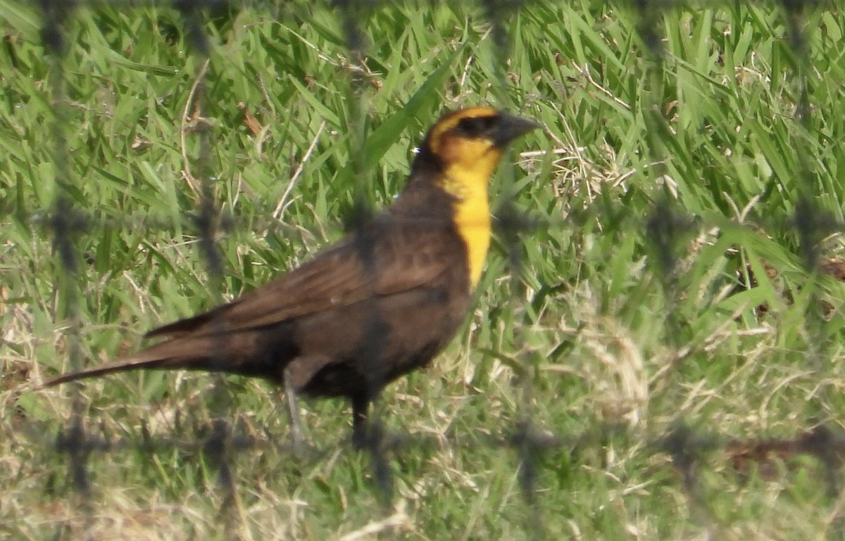 Yellow-headed Blackbird - Michele Giroir