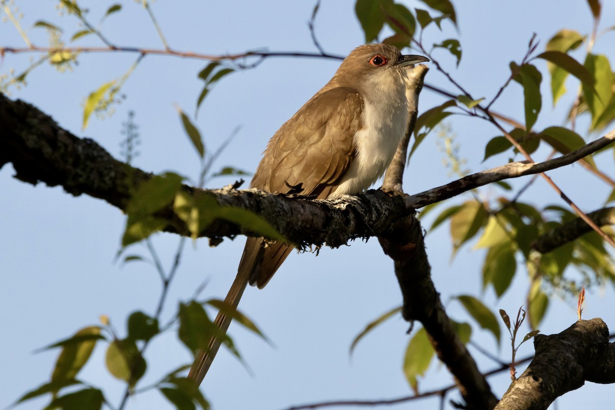 Black-billed Cuckoo - Bill Massaro