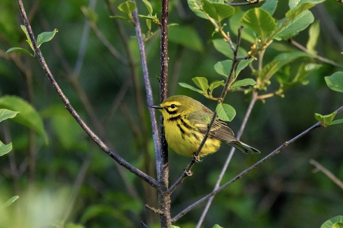 Prairie Warbler - Bill Massaro