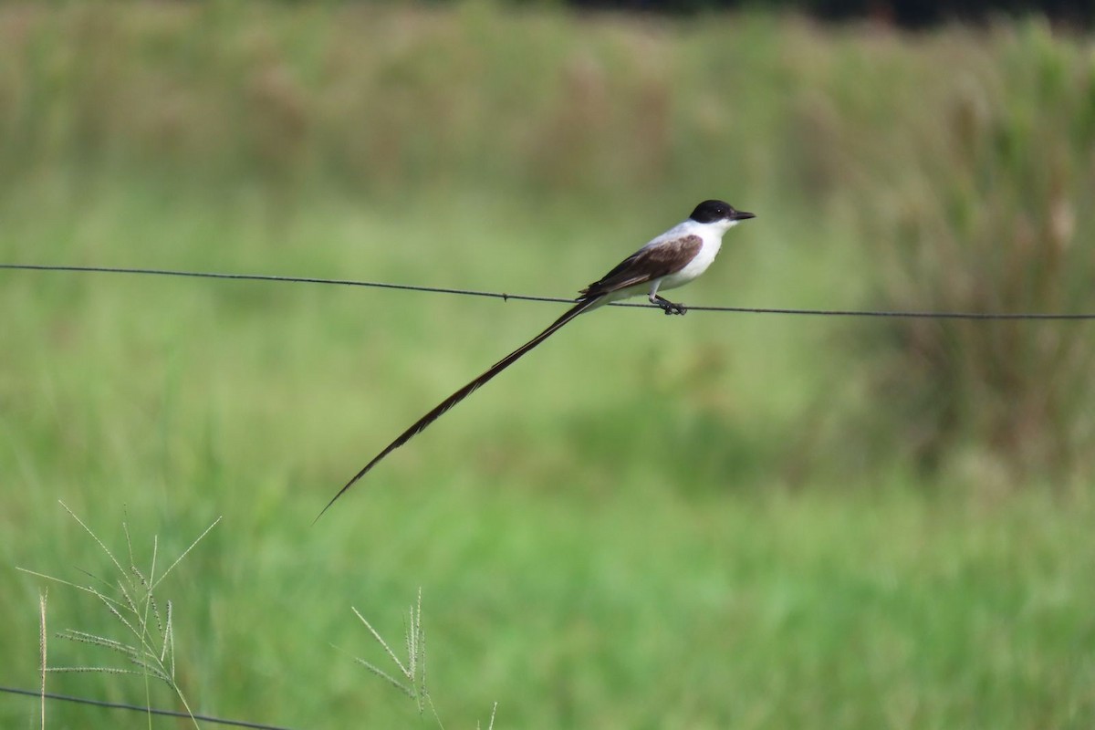 Fork-tailed Flycatcher - Milena Vargas