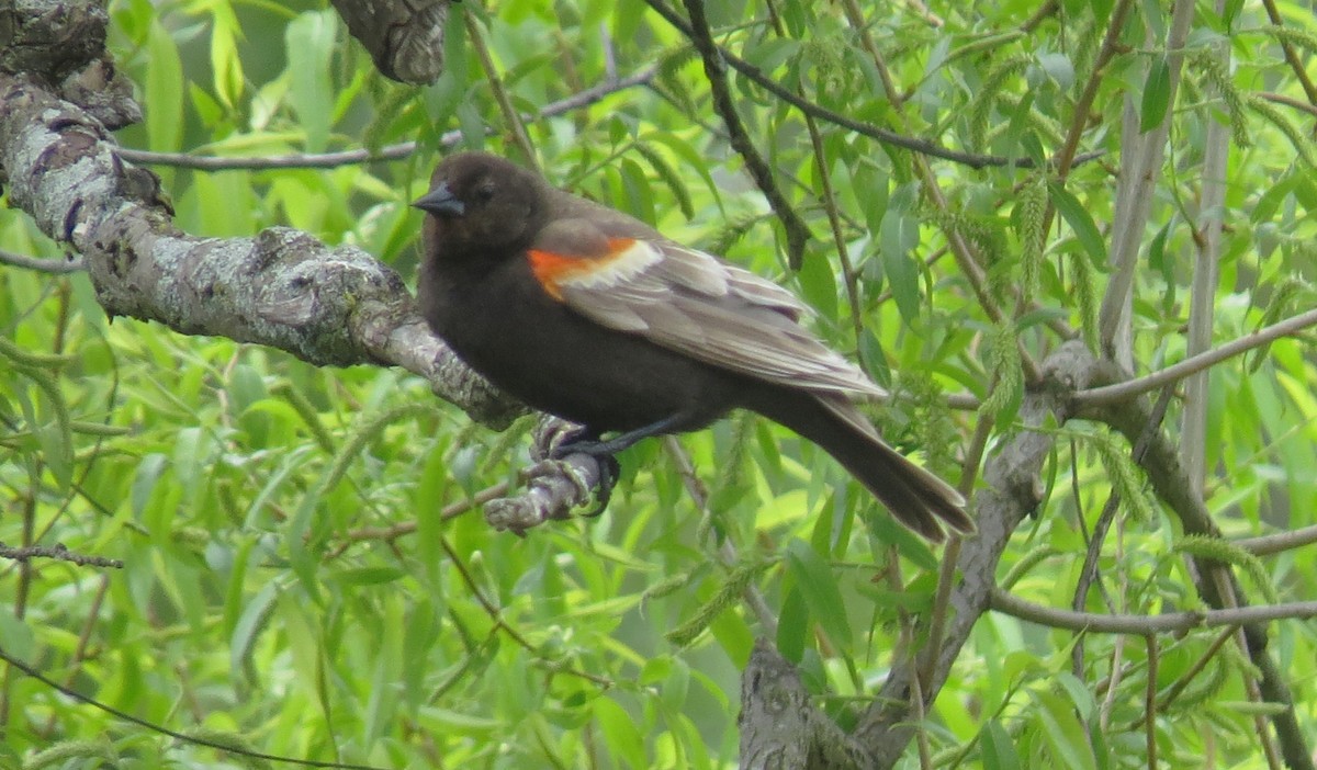 Red-winged Blackbird - shelley seidman