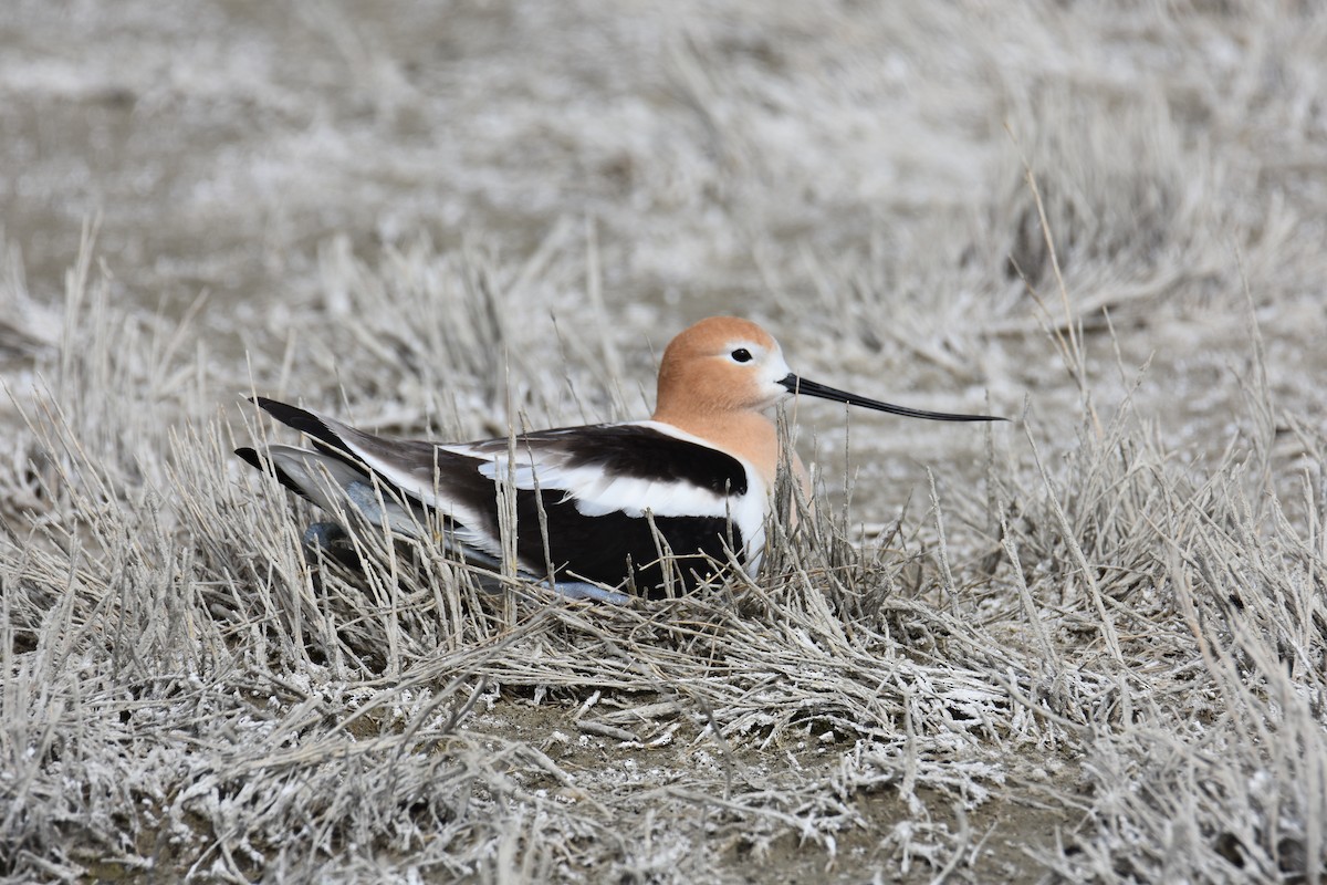 American Avocet - ML618929006