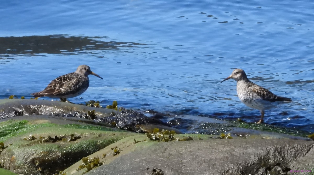 Purple Sandpiper - Jean W. Côté