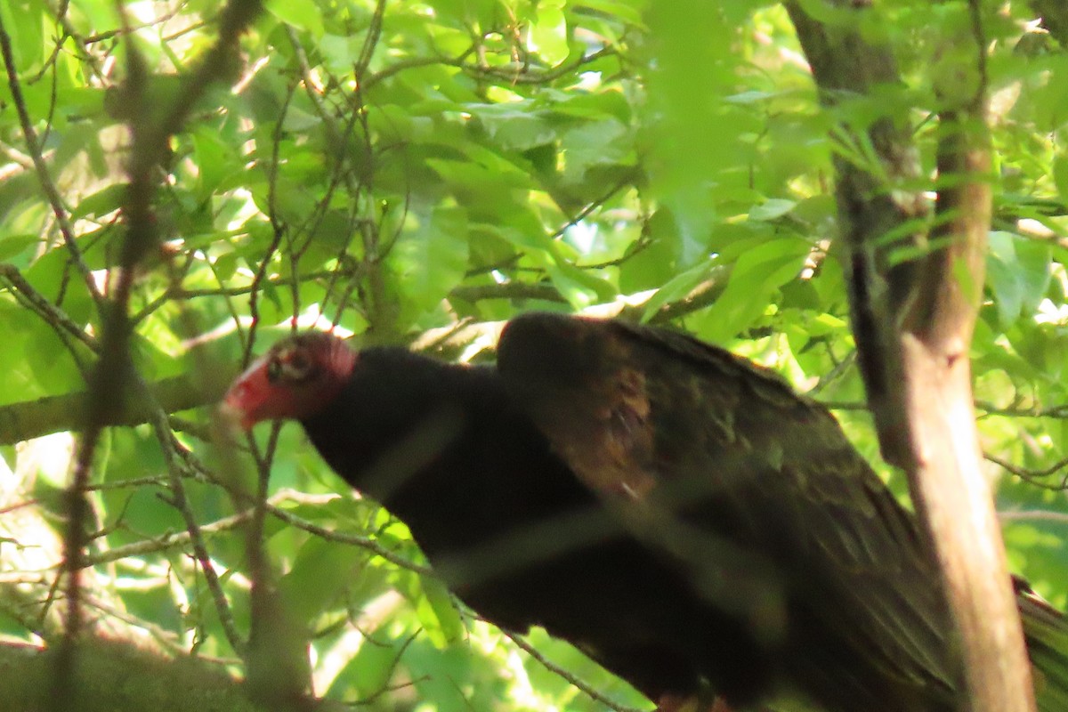 Turkey Vulture - Barb Gregory