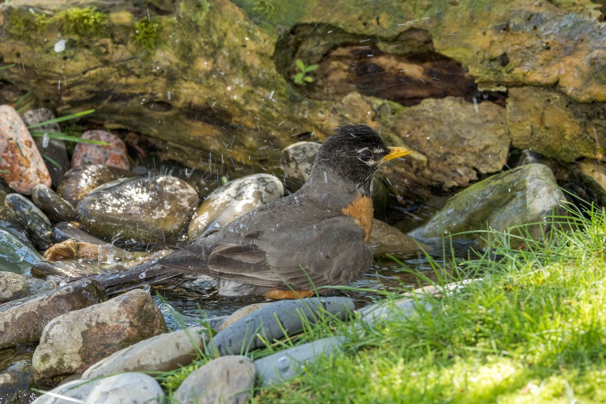 American Robin - Ric mcarthur