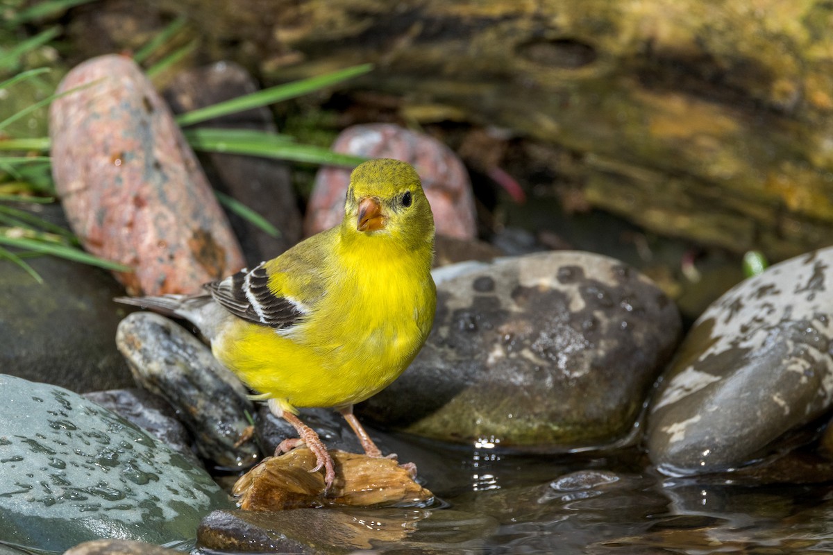 American Goldfinch - Ric mcarthur