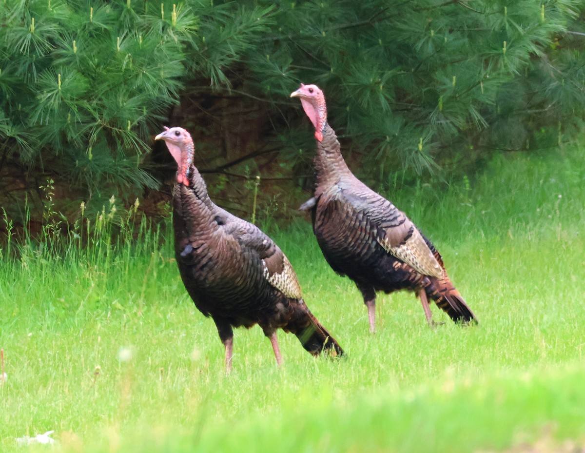 Wild Turkey - ML618929050