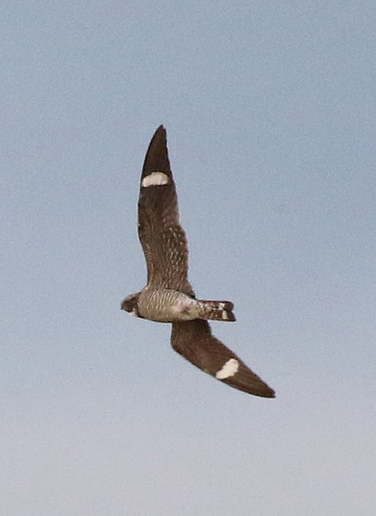 Common Nighthawk - William Parkin