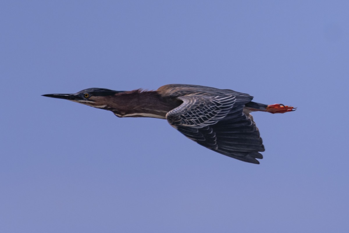 Green Heron - ML618929071