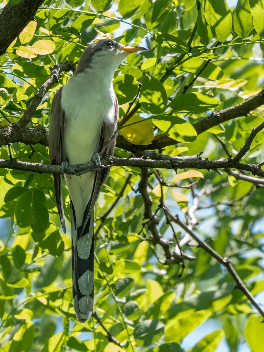 Yellow-billed Cuckoo - Steven Lasley