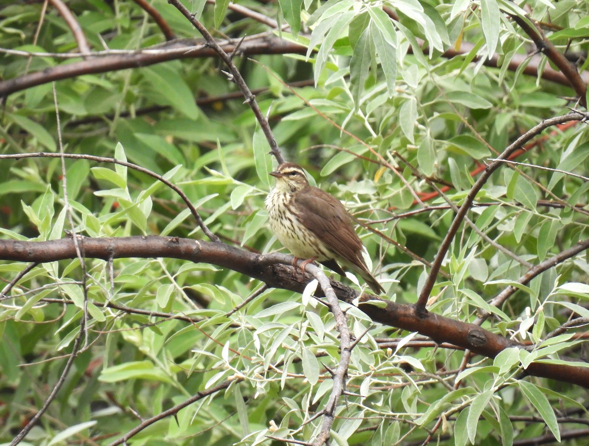 Northern Waterthrush - Chris Chappell