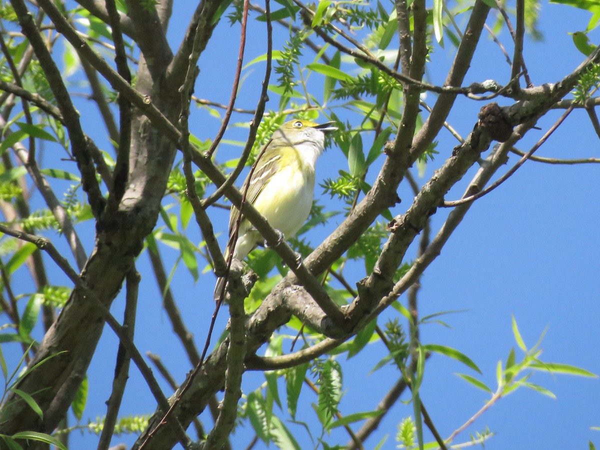 Ak Gözlü Vireo - ML618929081