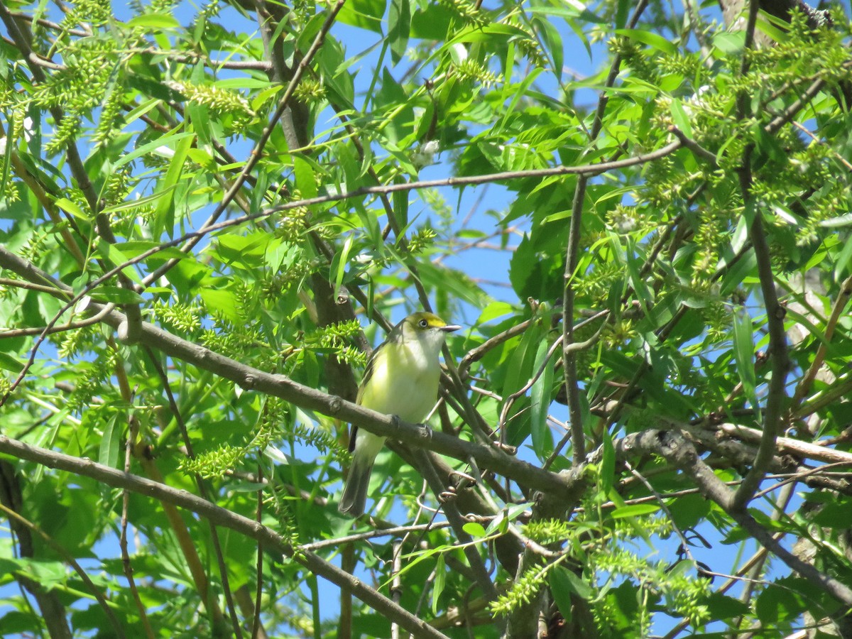 Ak Gözlü Vireo - ML618929082