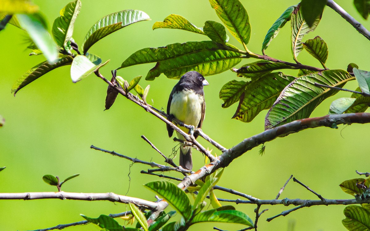 Yellow-bellied Seedeater - Felipe Contreras