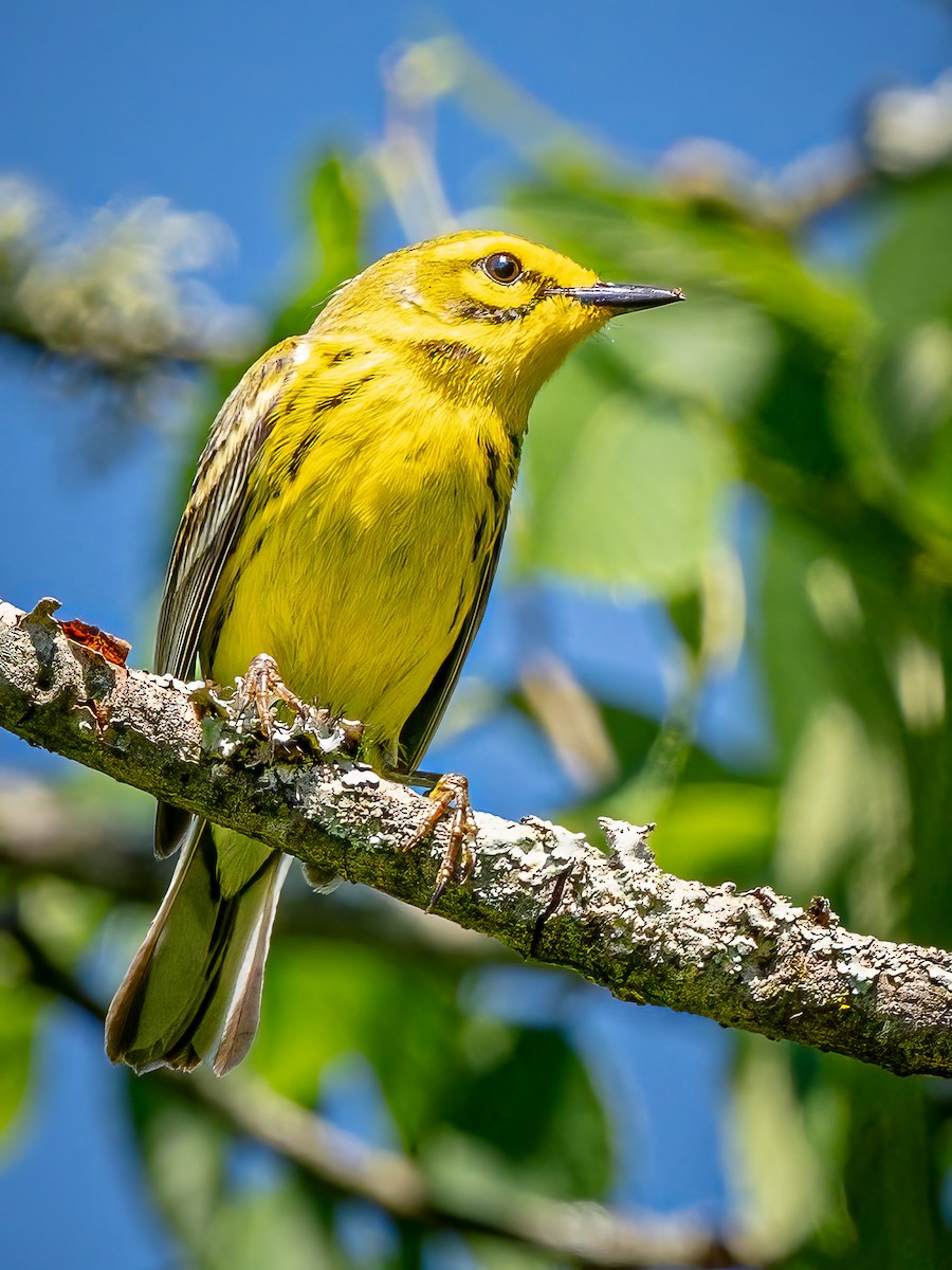 Prairie Warbler - Steven Lasley