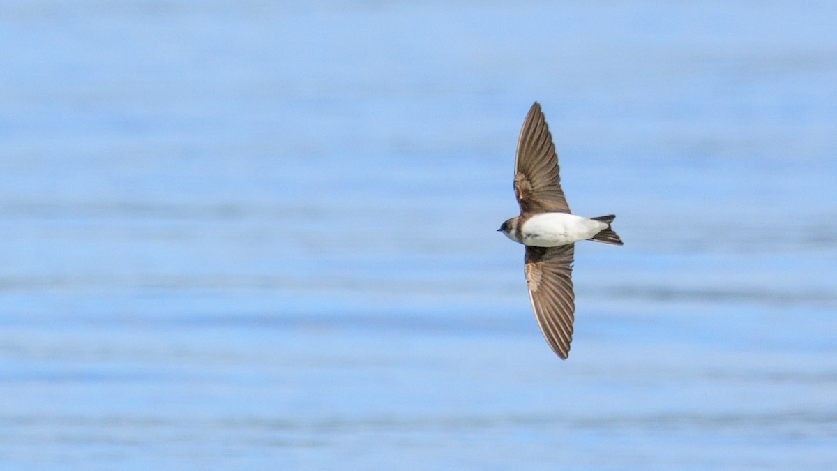 Bank Swallow - Gordon Green