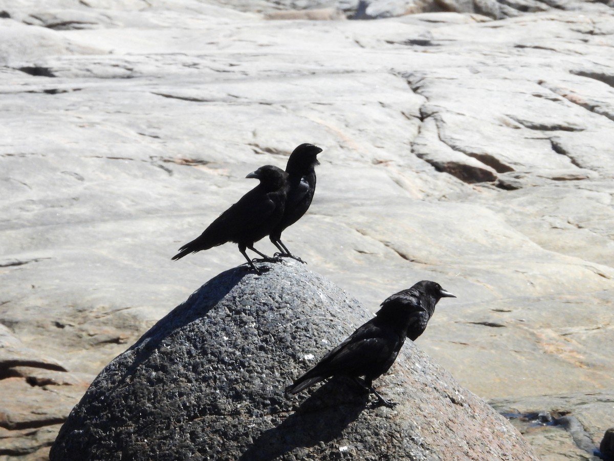 American Crow - Jean W. Côté