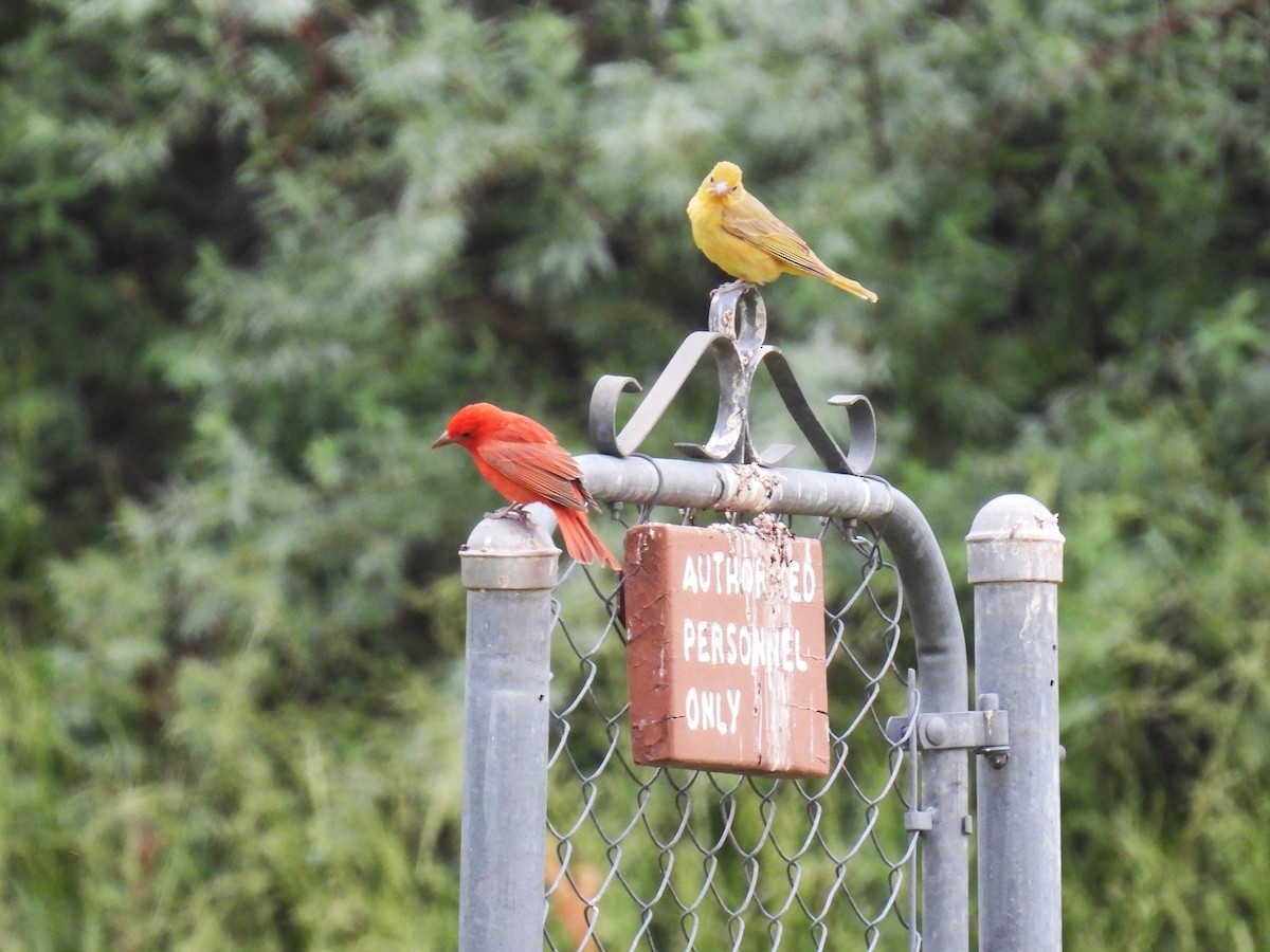 Summer Tanager - Chris Chappell