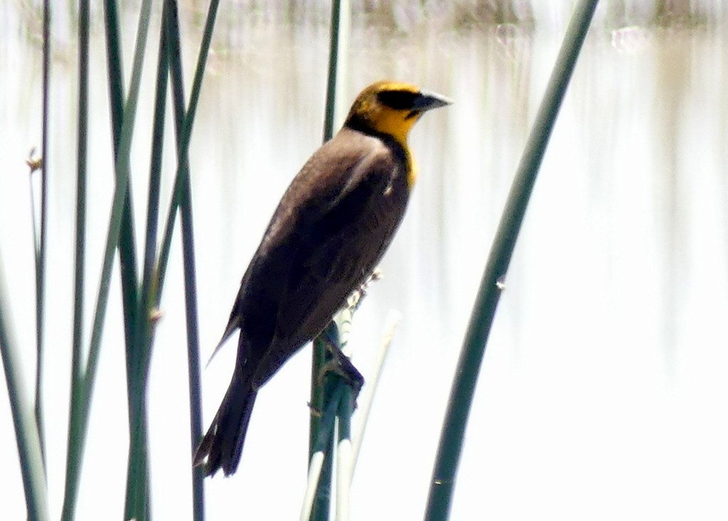 Yellow-headed Blackbird - Femi Faminu