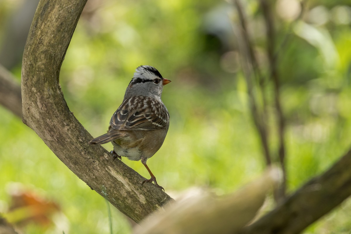 White-crowned Sparrow - Ric mcarthur