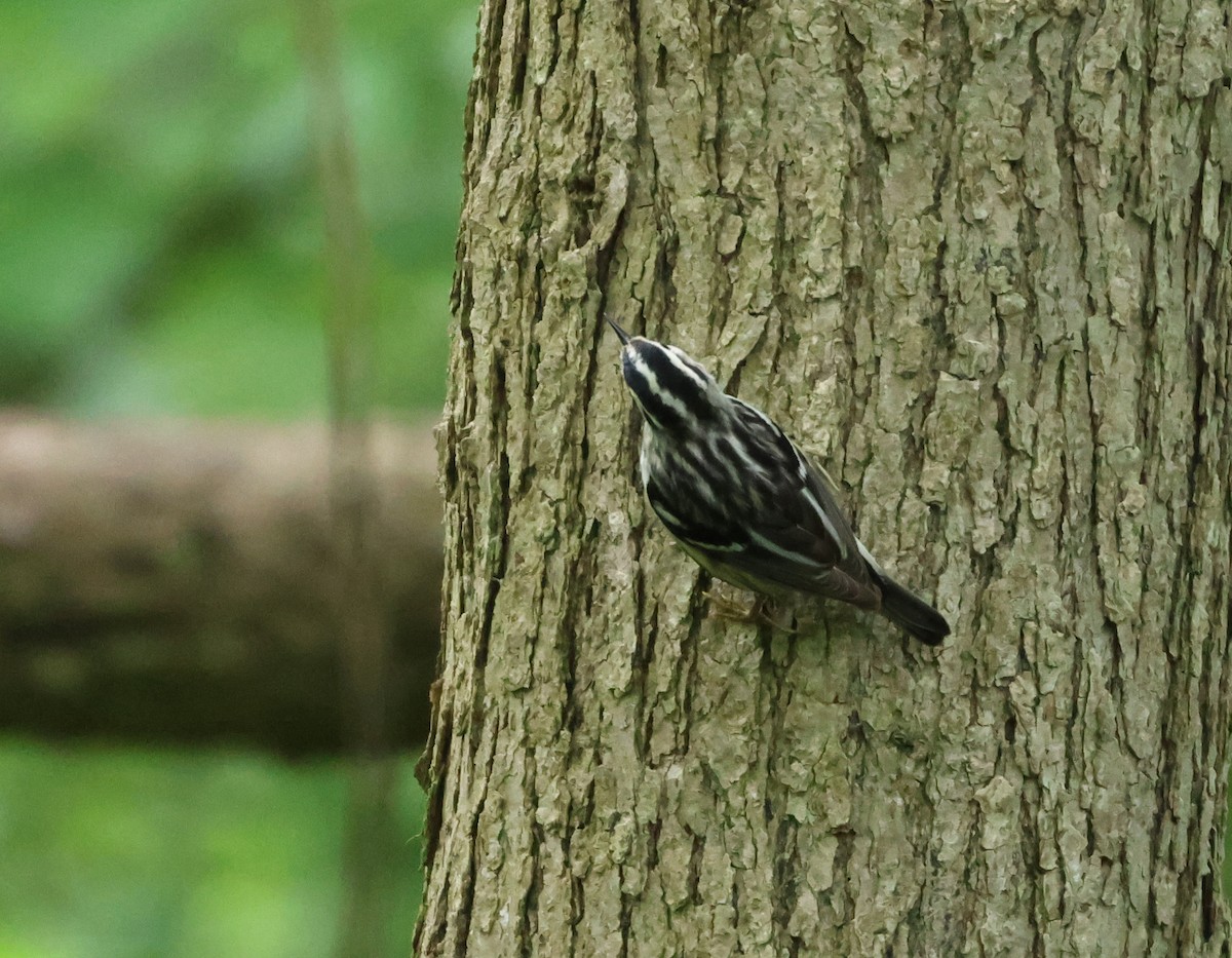 Black-and-white Warbler - Maria Pacheco