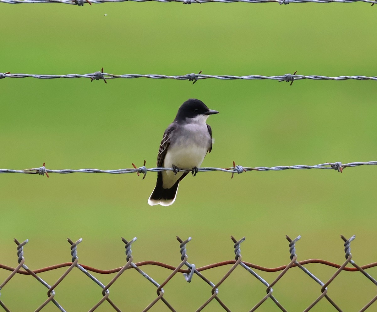 Eastern Kingbird - ML618929131