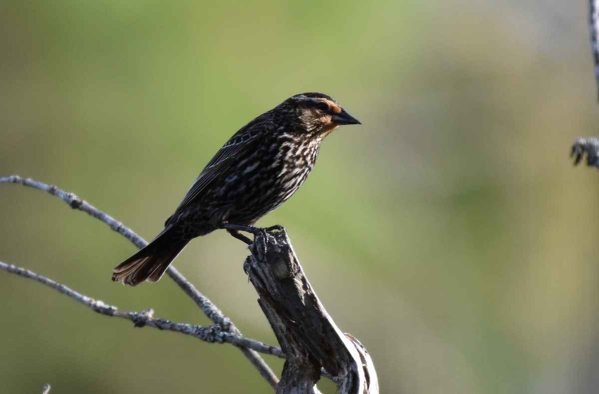 Red-winged Blackbird - Garry Waldram