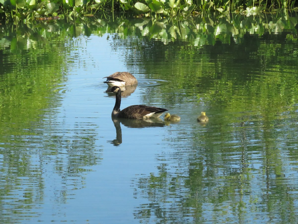 Canada Goose - Keith Jahoda