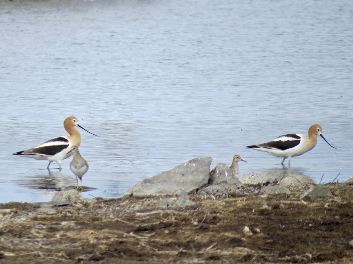 Avocette d'Amérique - ML618929143