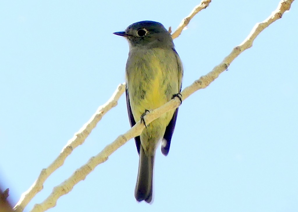 Hammond's Flycatcher - Femi Faminu