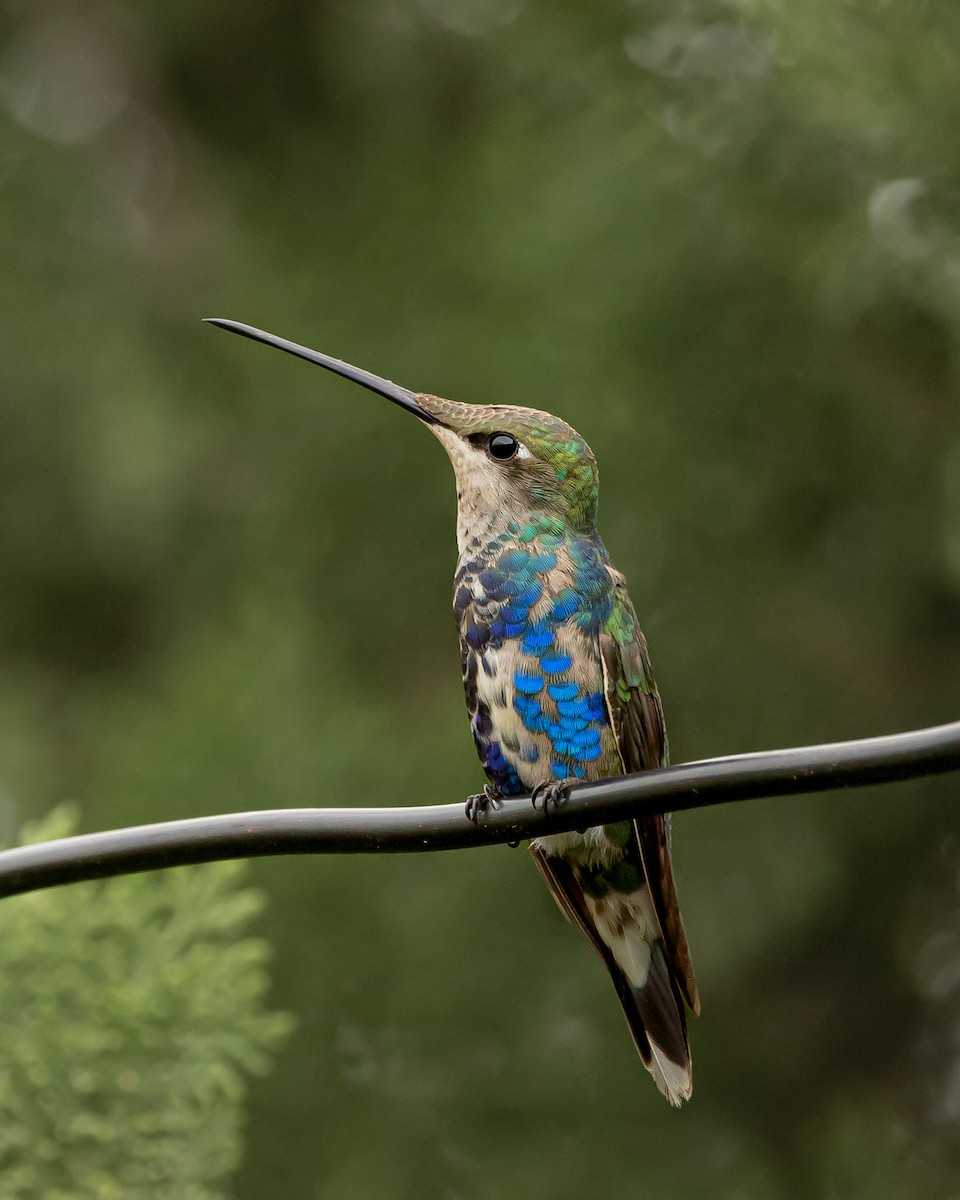 kolibřík cerradový - ML618929161