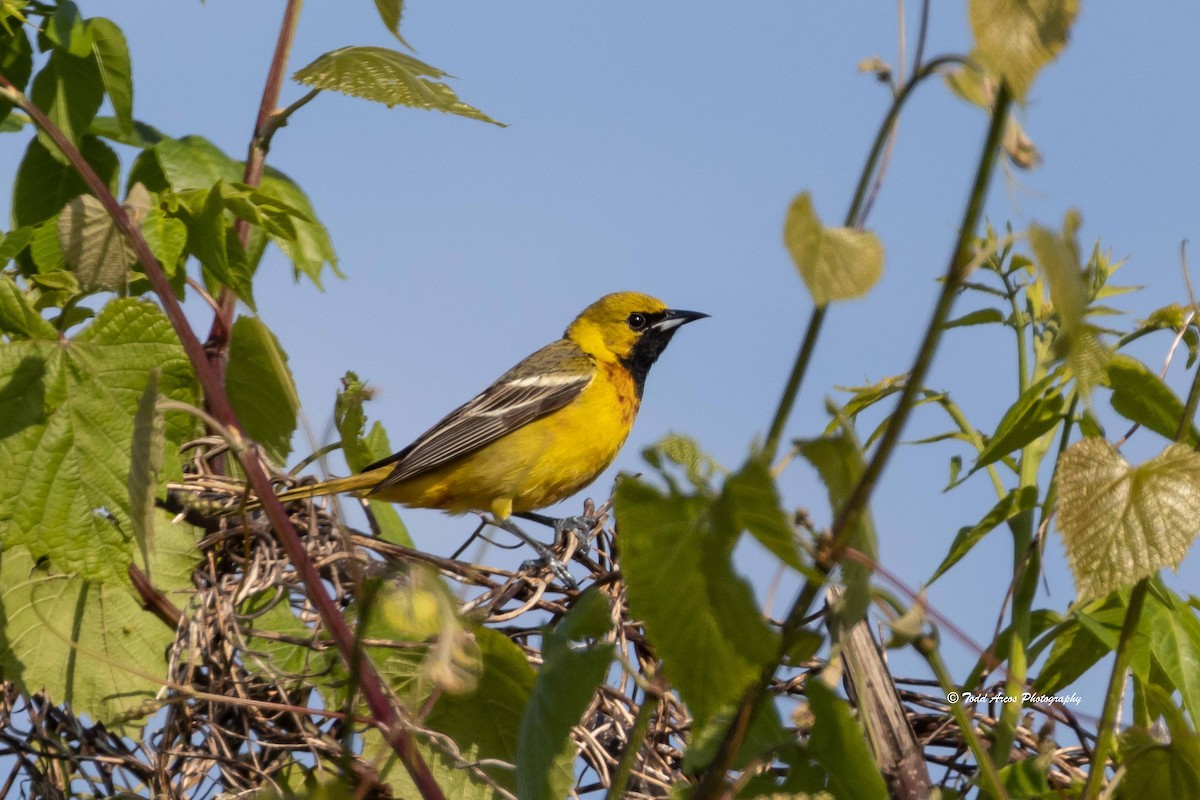 Orchard Oriole - ML618929174