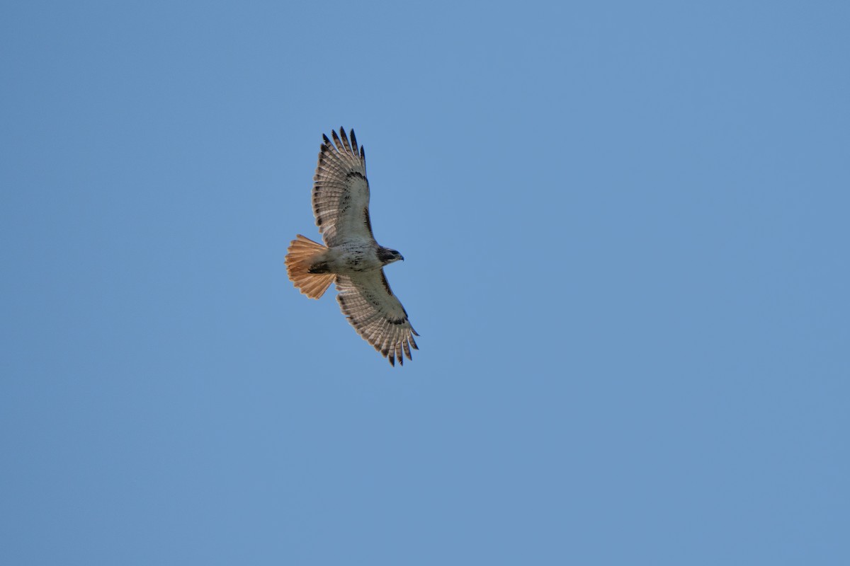 Red-tailed Hawk - Craig VanOverberghe