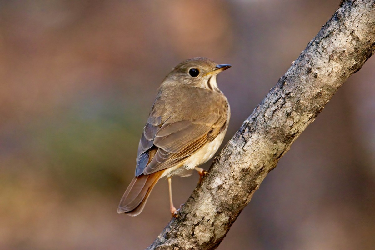 Hermit Thrush - Normand Laplante