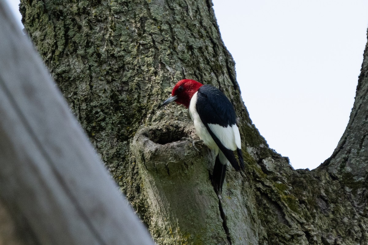 Red-headed Woodpecker - Craig VanOverberghe