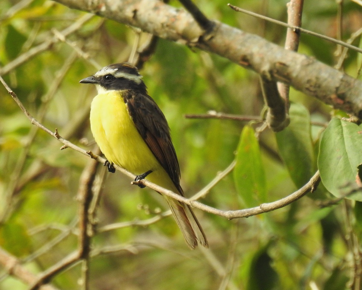 Rusty-margined Flycatcher - ML618929201