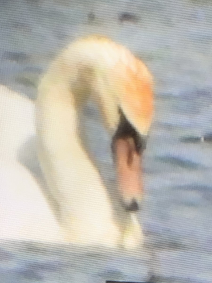 Mute Swan - ML618929202