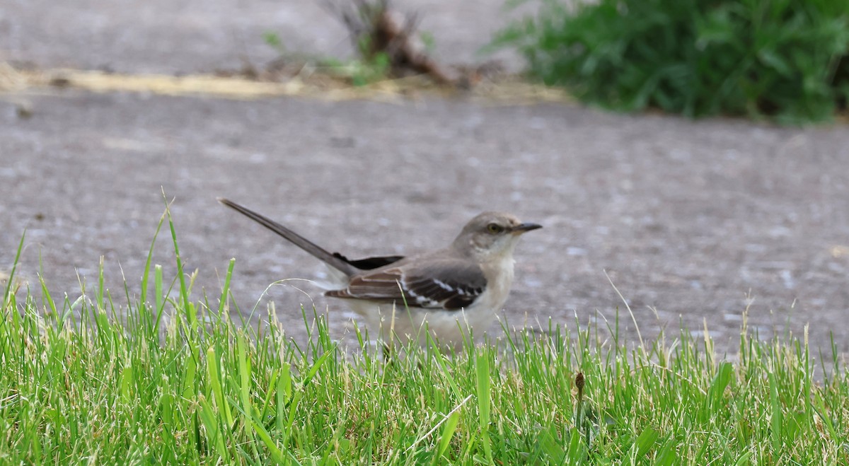 Northern Mockingbird - Daniel Emlin