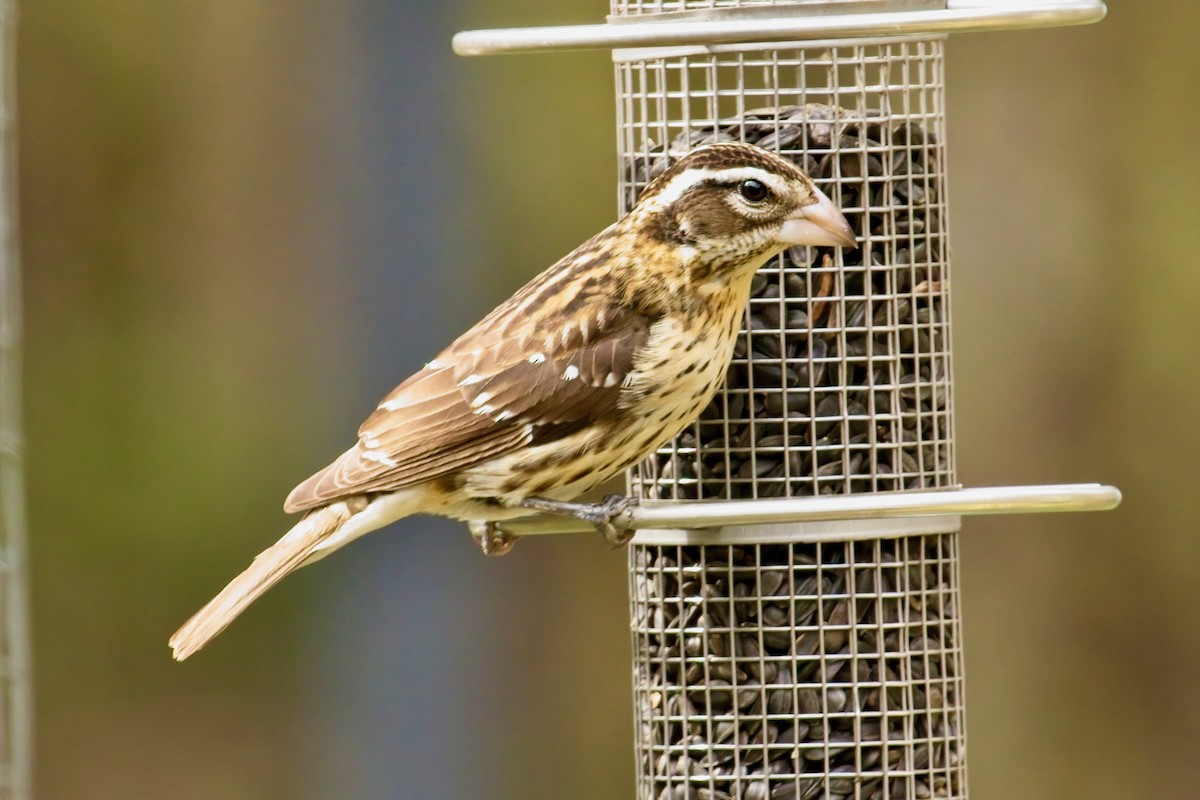 Rose-breasted Grosbeak - ML618929215