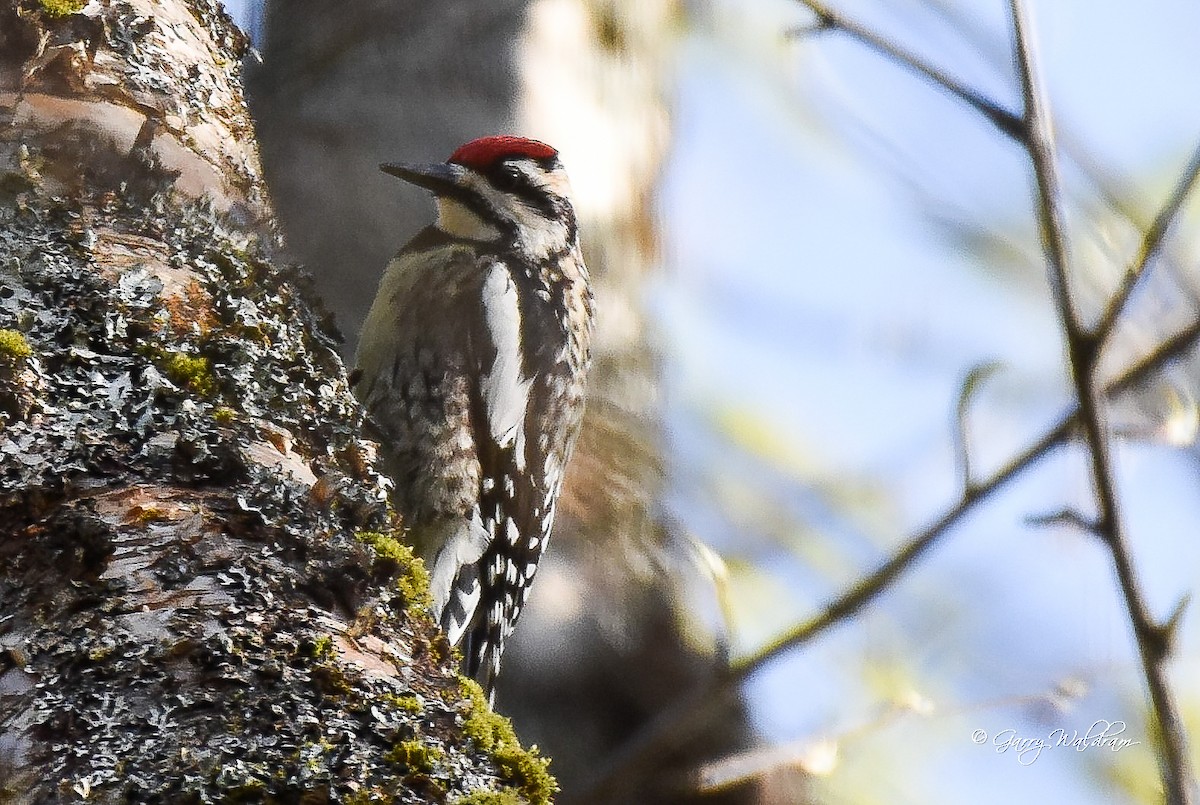 Yellow-bellied Sapsucker - Garry Waldram