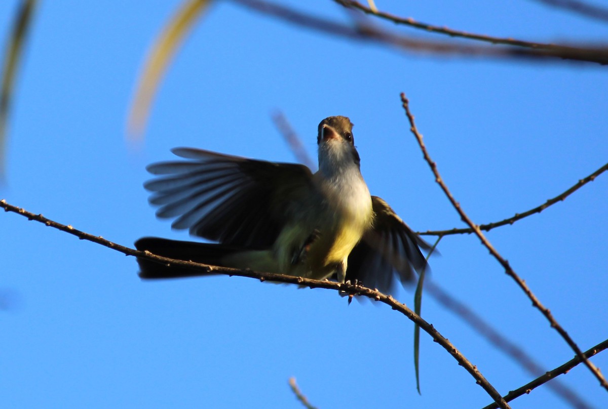 Yellow-bellied Elaenia - ML618929224