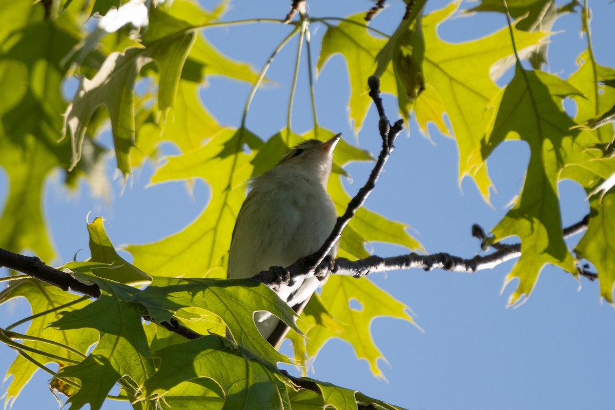 Warbling Vireo - ML618929228