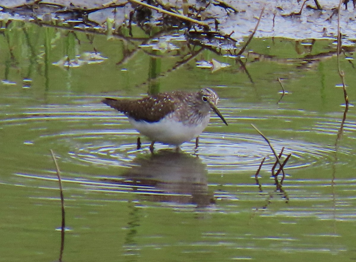 Solitary Sandpiper - Jim Sweeney