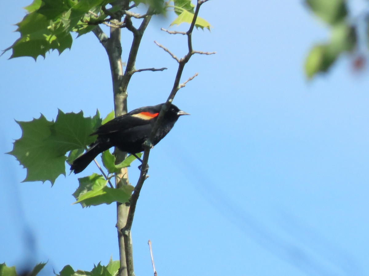 Red-winged Blackbird - ML618929232