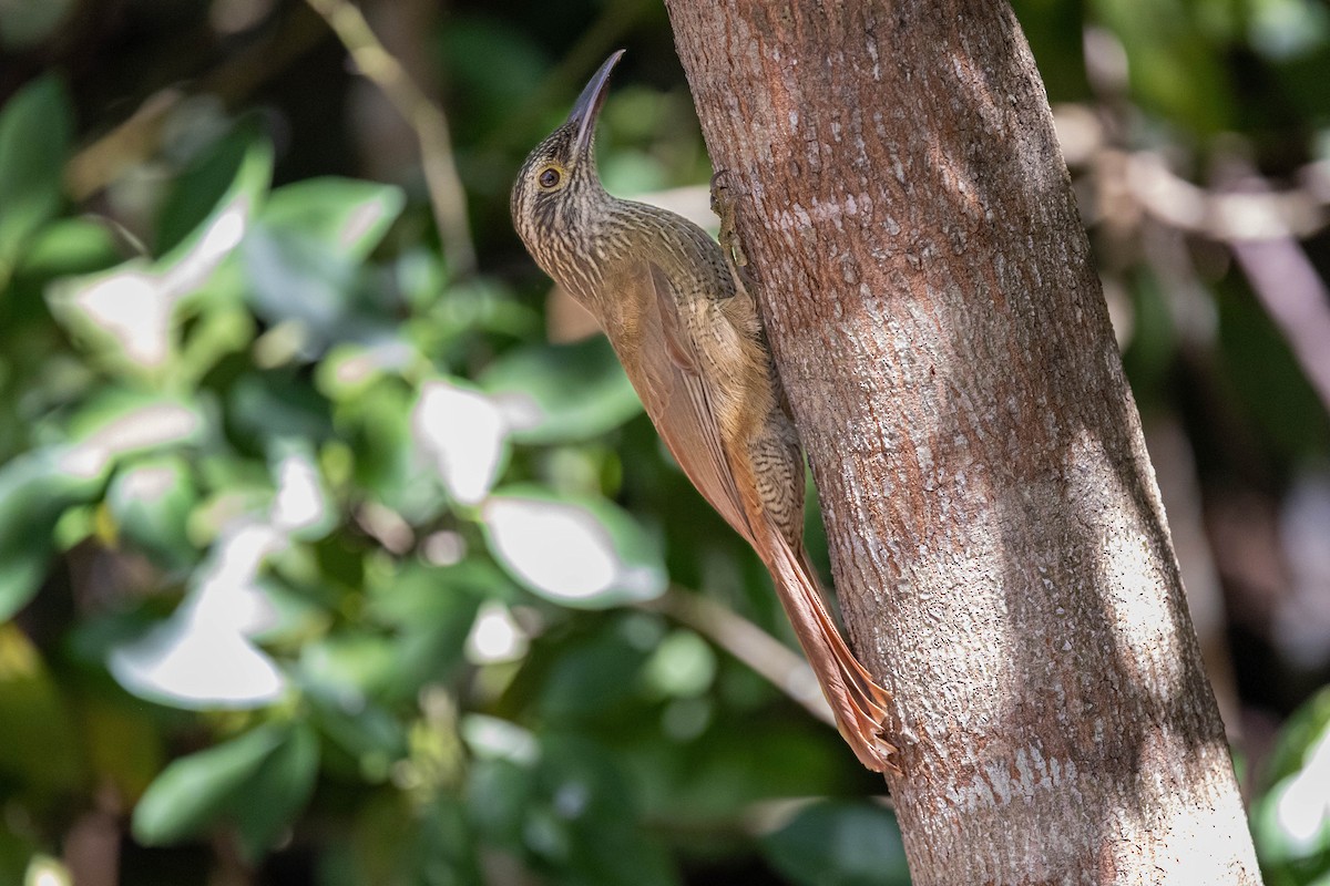 Planalto Woodcreeper - Fernando Calmon