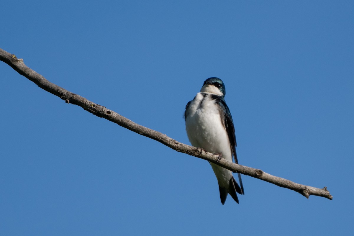 Tree Swallow - Craig VanOverberghe