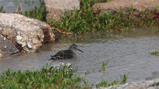 Purple Sandpiper - ML618929247