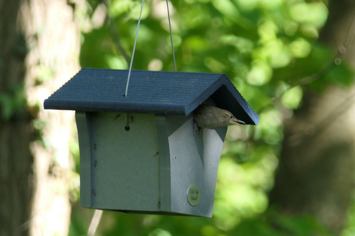 House Wren - ML618929250