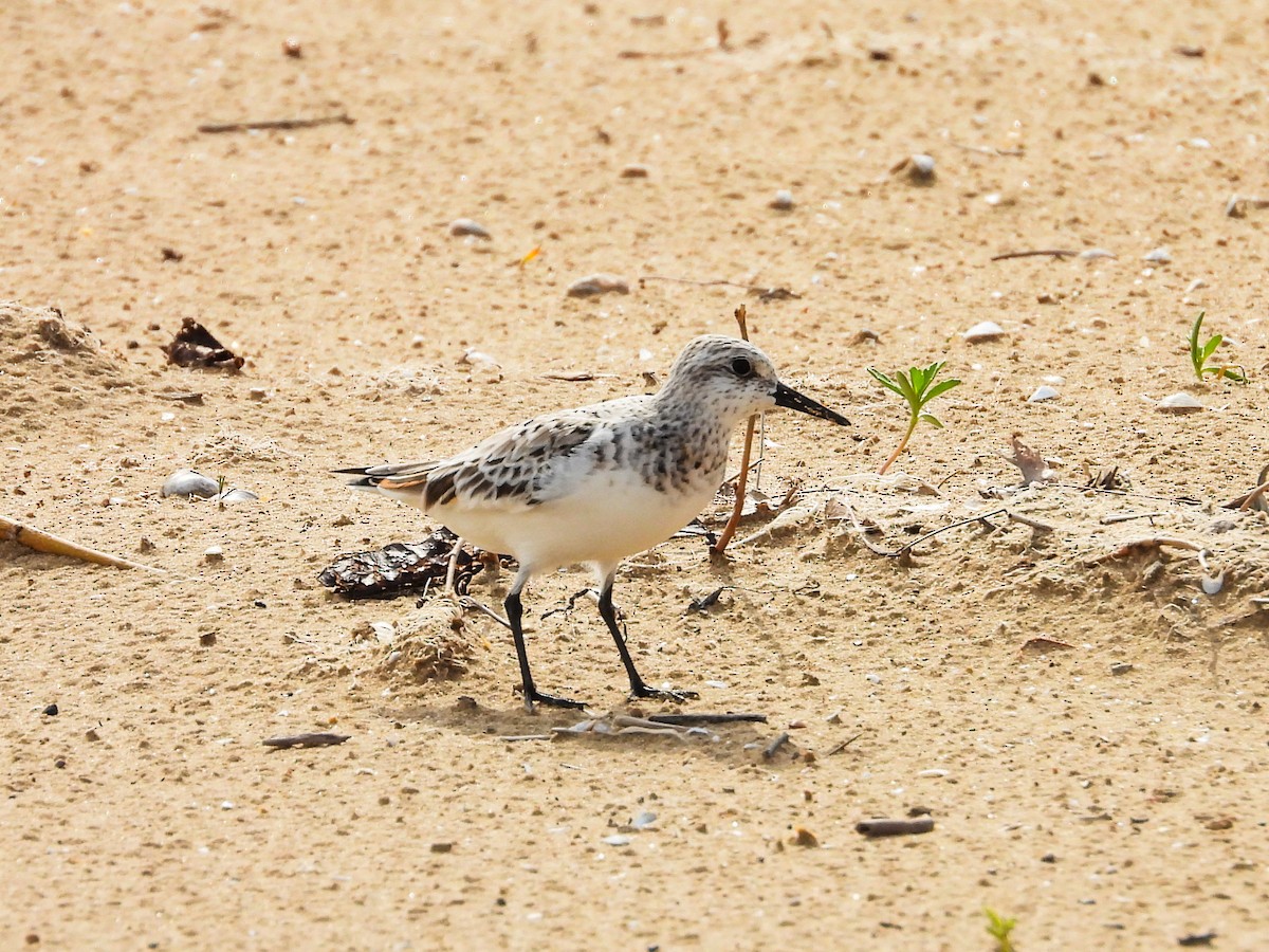 Sanderling - Haley Gottardo